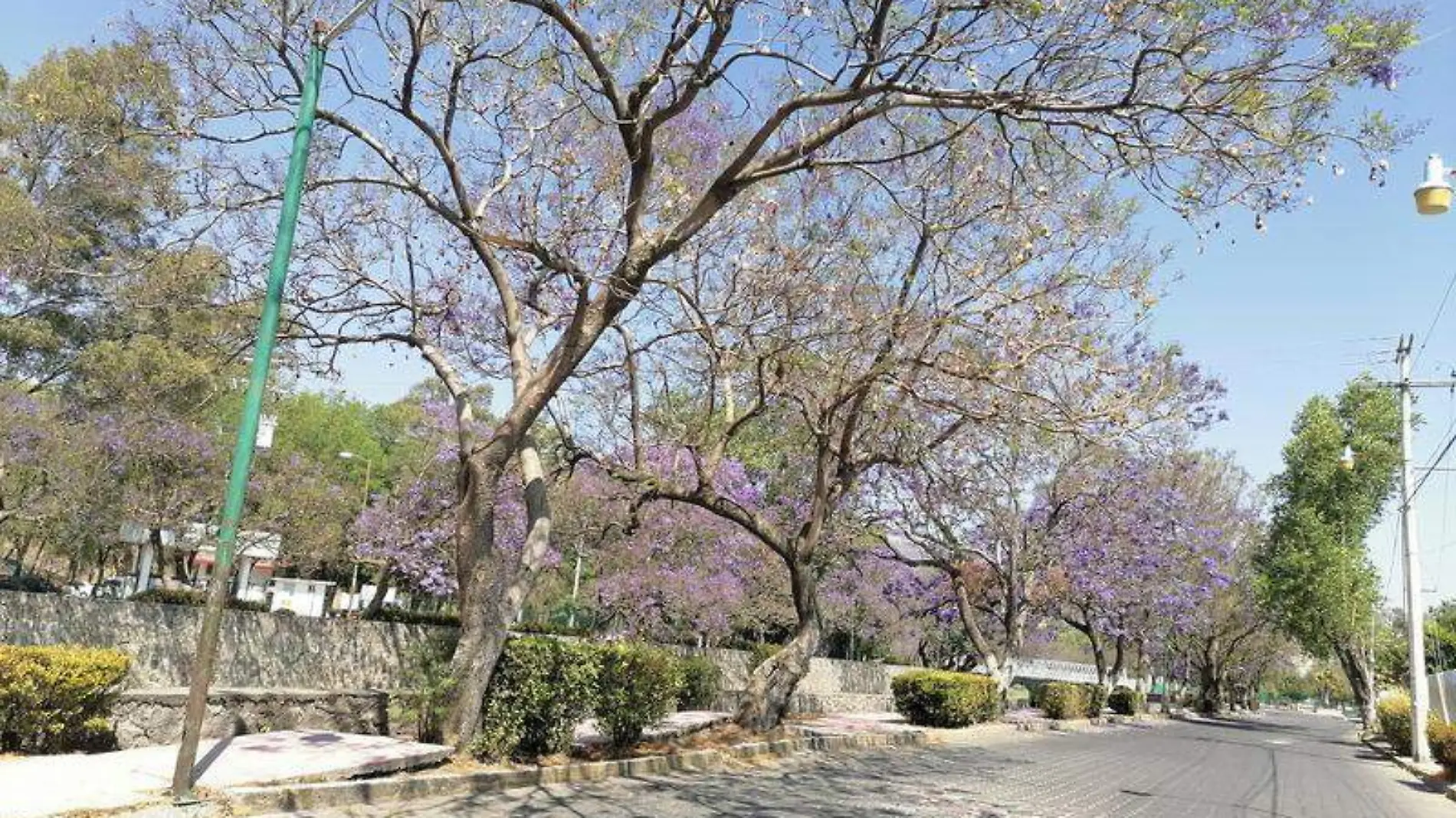 JACARANDA 2